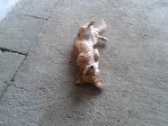 Samsung Galaxy S III mini