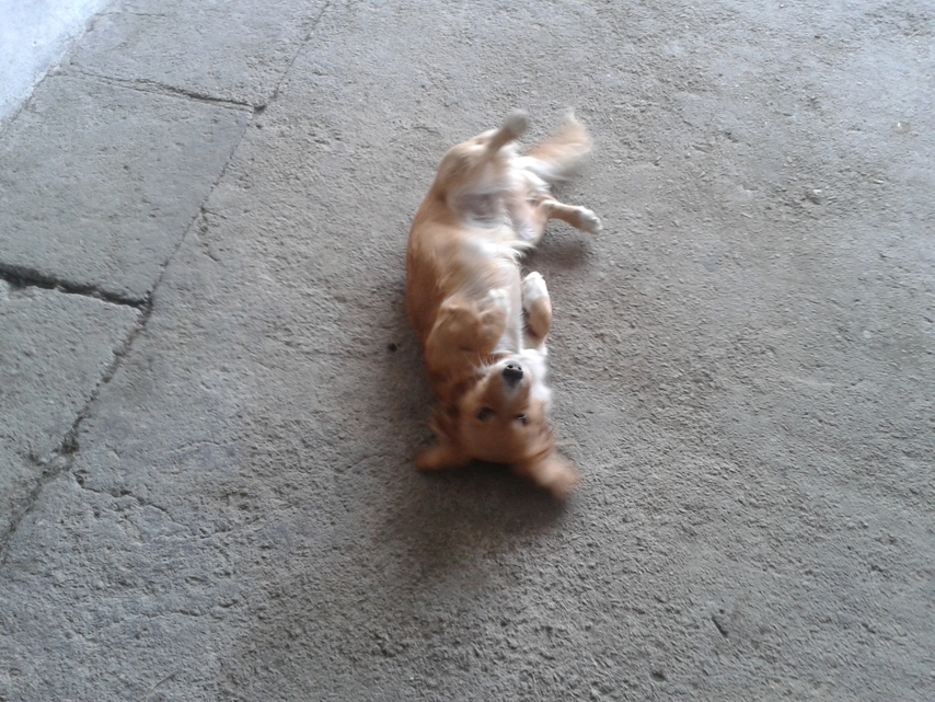 Samsung Galaxy S III mini