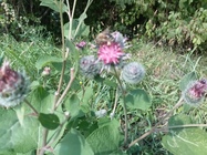 Samsung Galaxy S III Neo