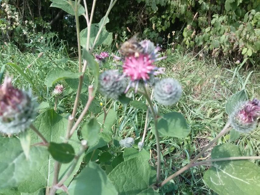 Samsung Galaxy S III Neo