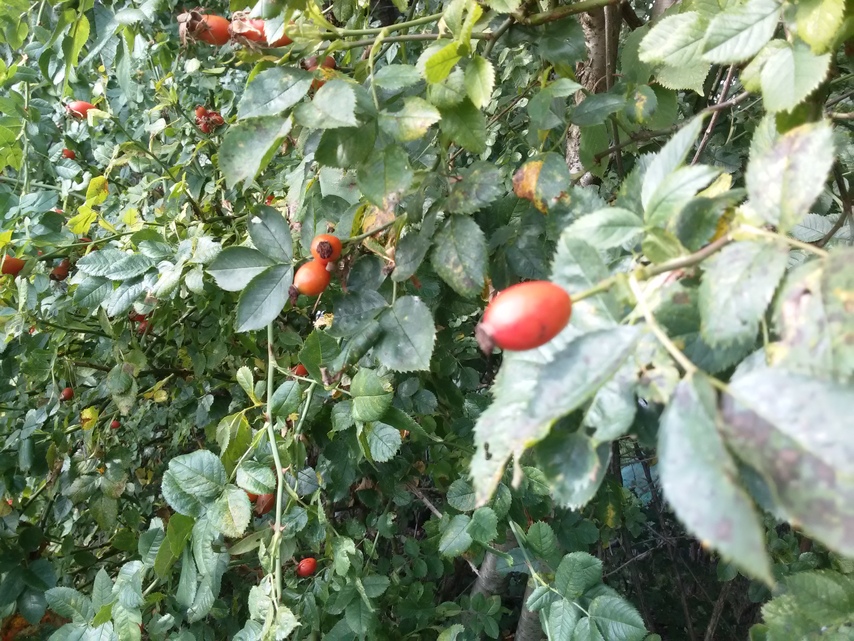 Samsung Galaxy S III Neo