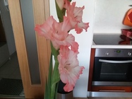 Samsung Galaxy S III Neo