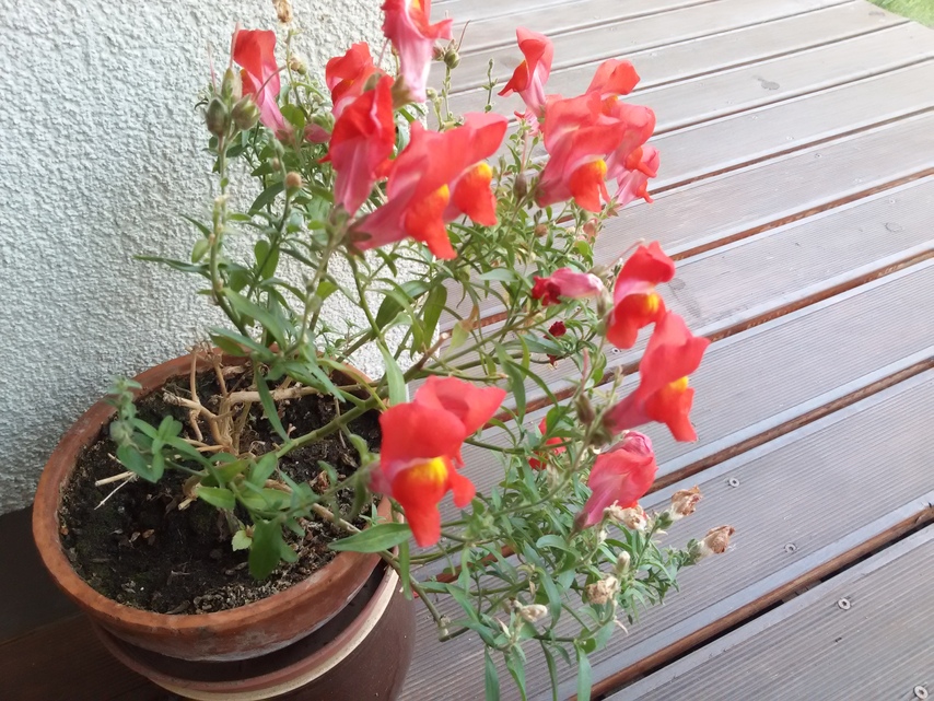 Samsung Galaxy S III Neo