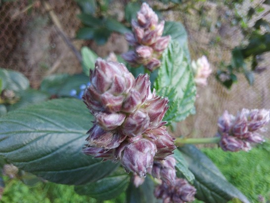 Samsung Galaxy S10 Lite