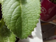 Samsung Galaxy S10 Lite