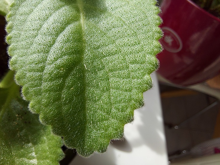 Samsung Galaxy S10 Lite