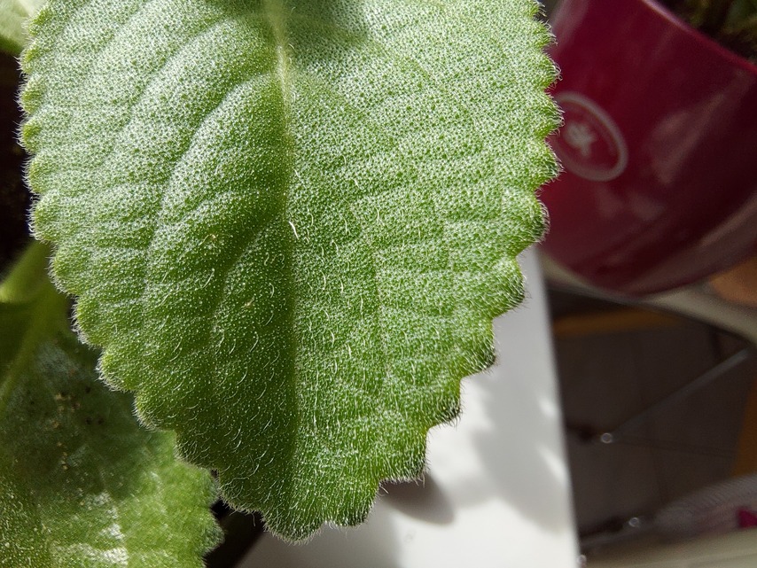 Samsung Galaxy S10 Lite