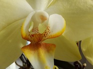 Samsung Galaxy S10 Lite