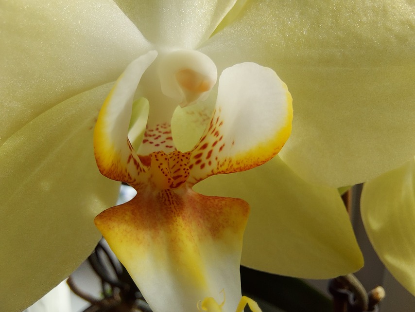 Samsung Galaxy S10 Lite