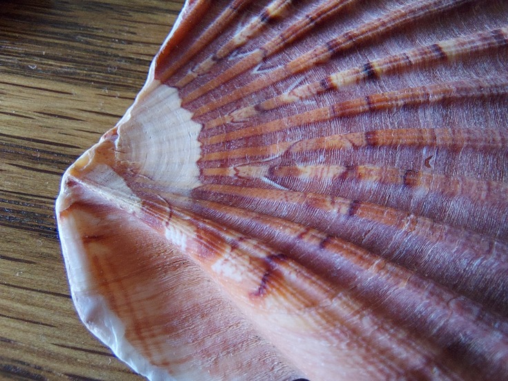 Samsung Galaxy S10 Lite