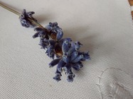 Samsung Galaxy S10 Lite