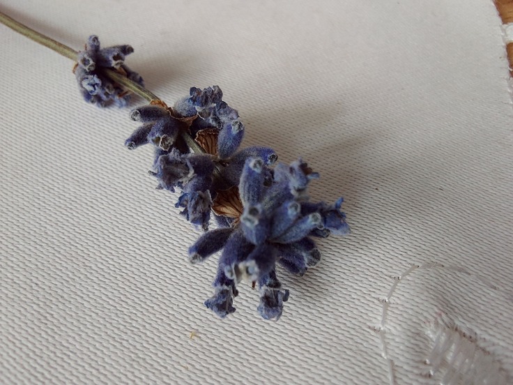 Samsung Galaxy S10 Lite