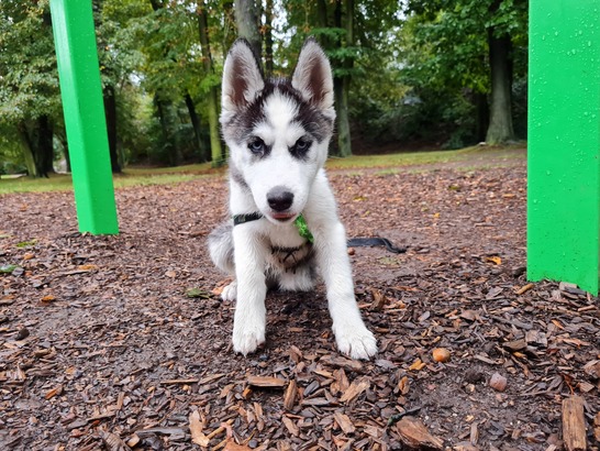 Samsung Galaxy S20 FE