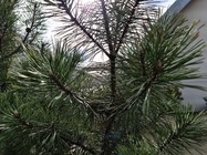 Samsung Galaxy S20 Ultra 5G