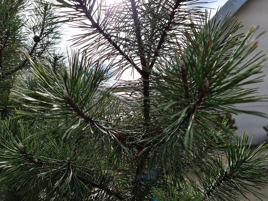 Samsung Galaxy S20 Ultra 5G