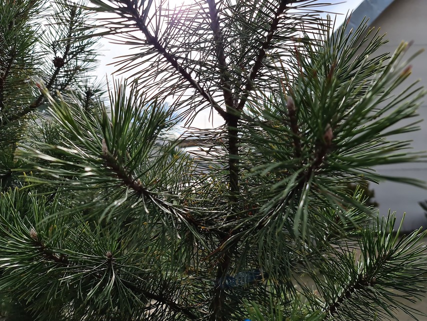 Samsung Galaxy S20 Ultra 5G