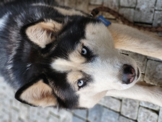 Samsung Galaxy S21 FE