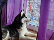 Samsung Galaxy S21 Ultra