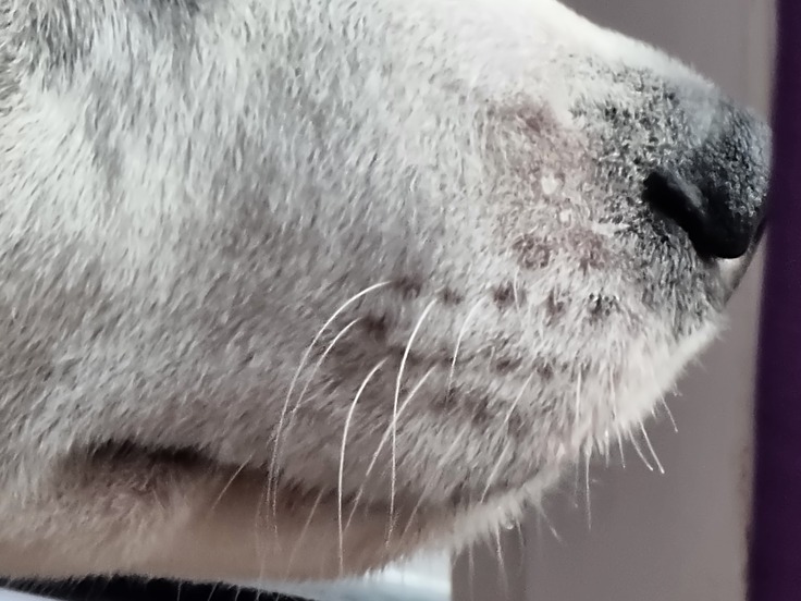 Samsung Galaxy S21 Ultra