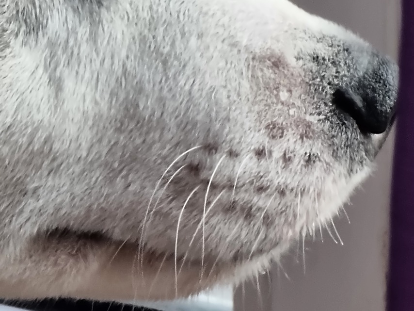 Samsung Galaxy S21 Ultra