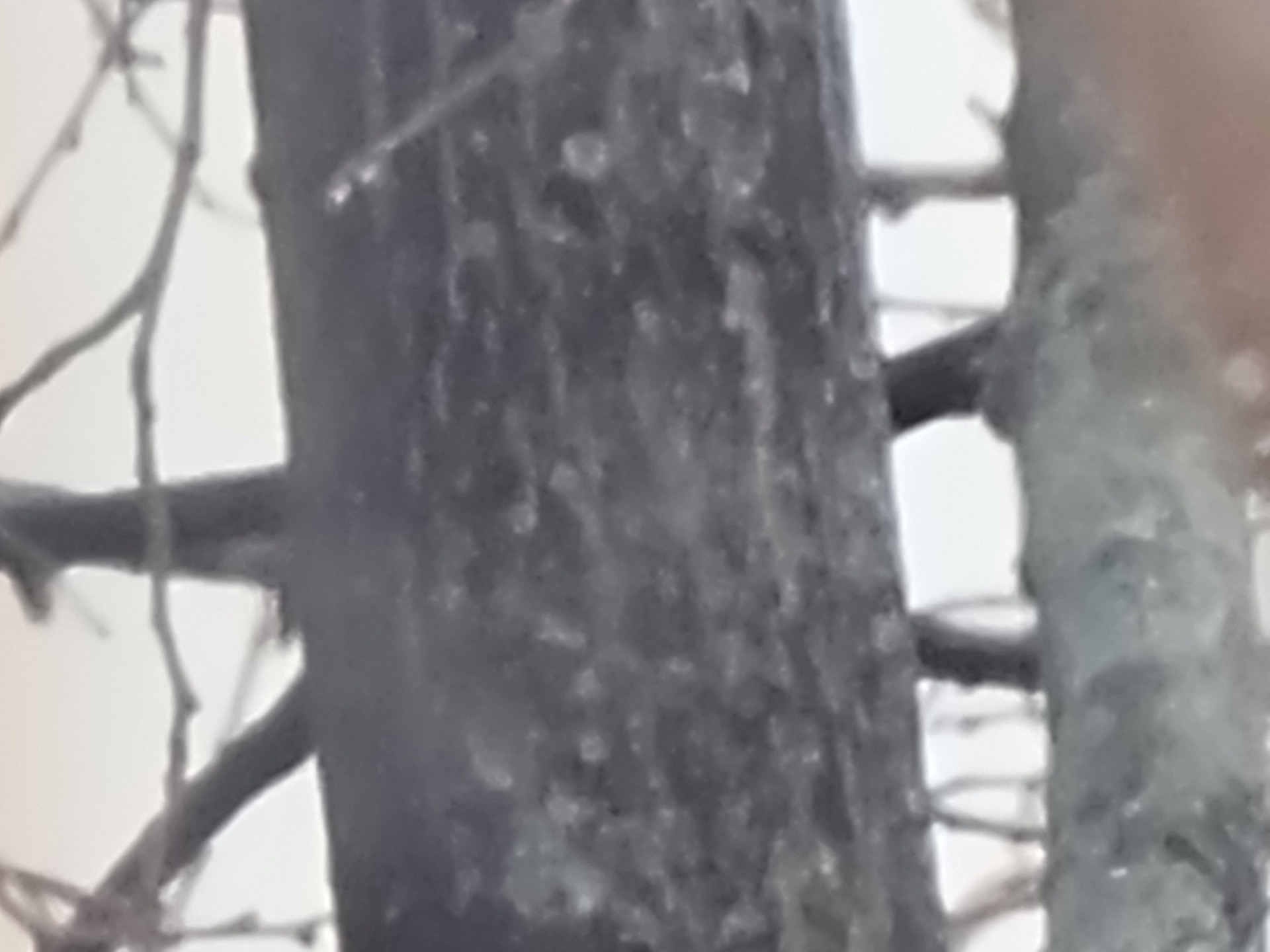 Samsung Galaxy S21 Ultra