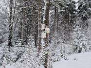 Samsung Galaxy S21 Ultra