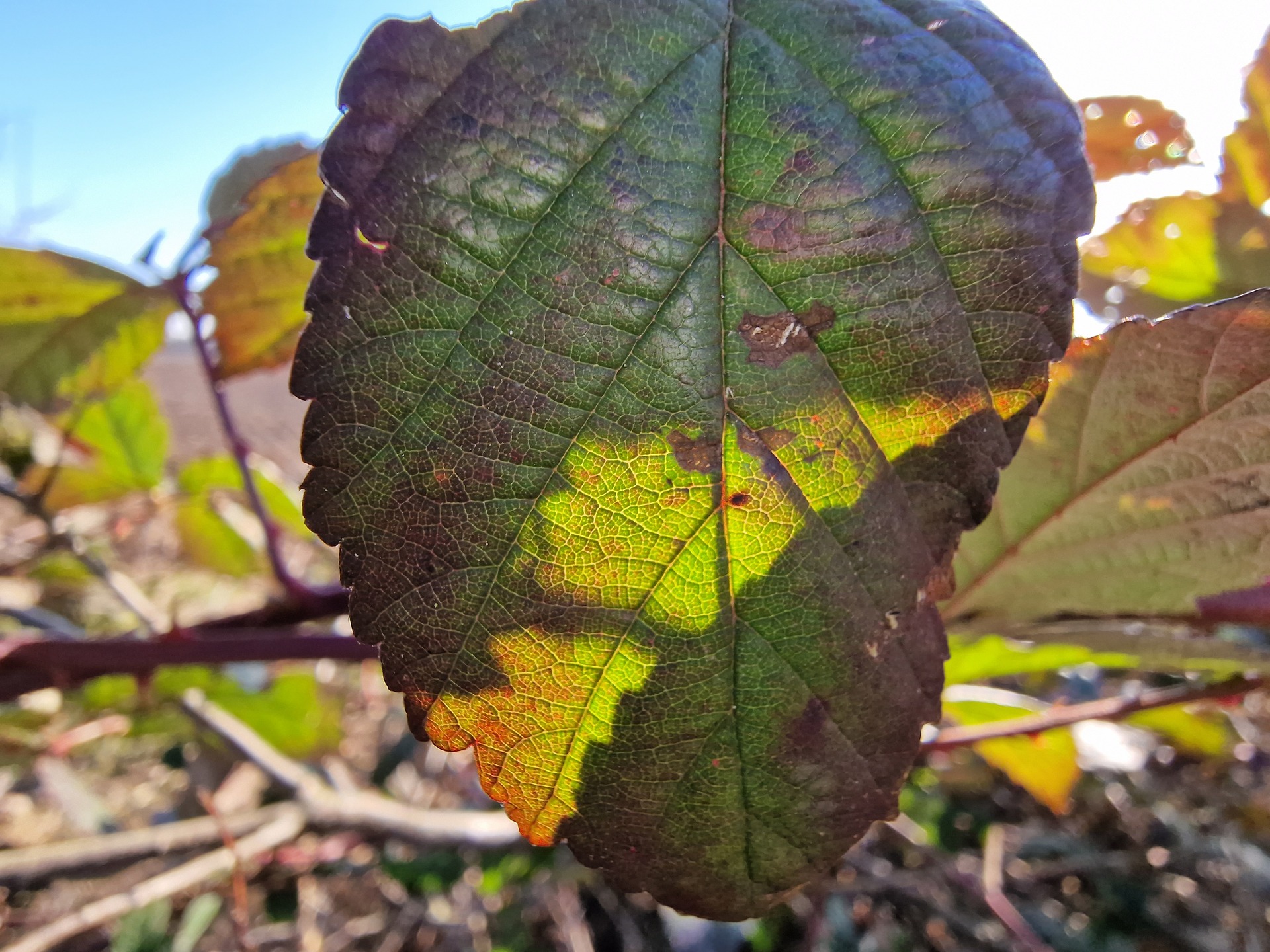 Samsung Galaxy S22 Ultra