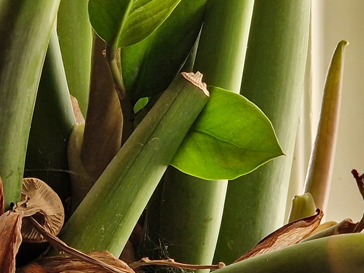 Samsung Galaxy S22 Ultra