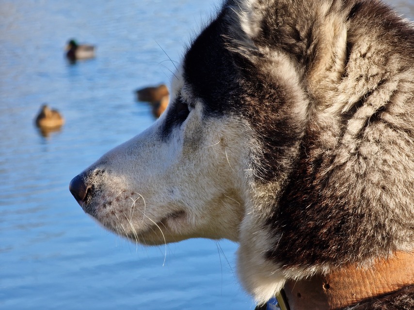 Samsung Galaxy S22 Ultra