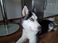 Samsung Galaxy S22 Ultra