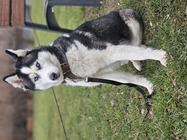 Samsung Galaxy S23 Ultra