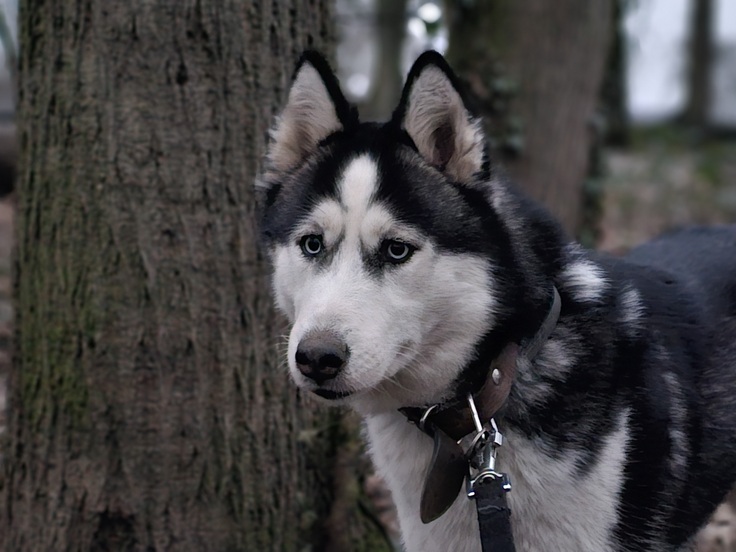 Samsung Galaxy S23 Ultra