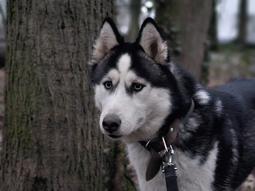 Samsung Galaxy S23 Ultra