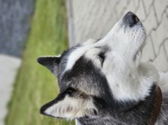 Samsung Galaxy S23 Ultra