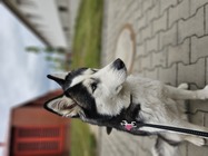 Samsung Galaxy S23 Ultra