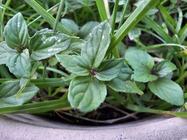 Samsung Galaxy S23 Ultra