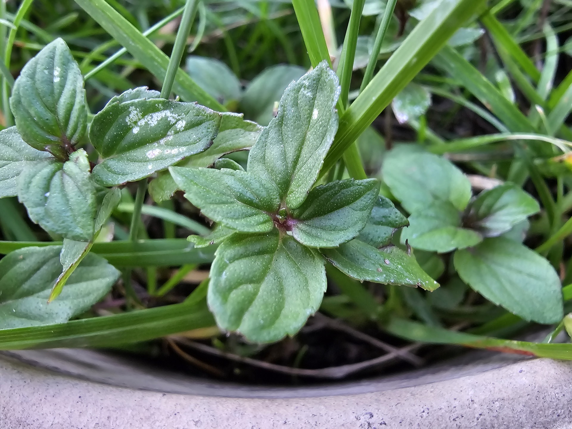 Samsung Galaxy S23 Ultra