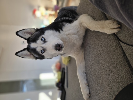 Samsung Galaxy S24 Ultra