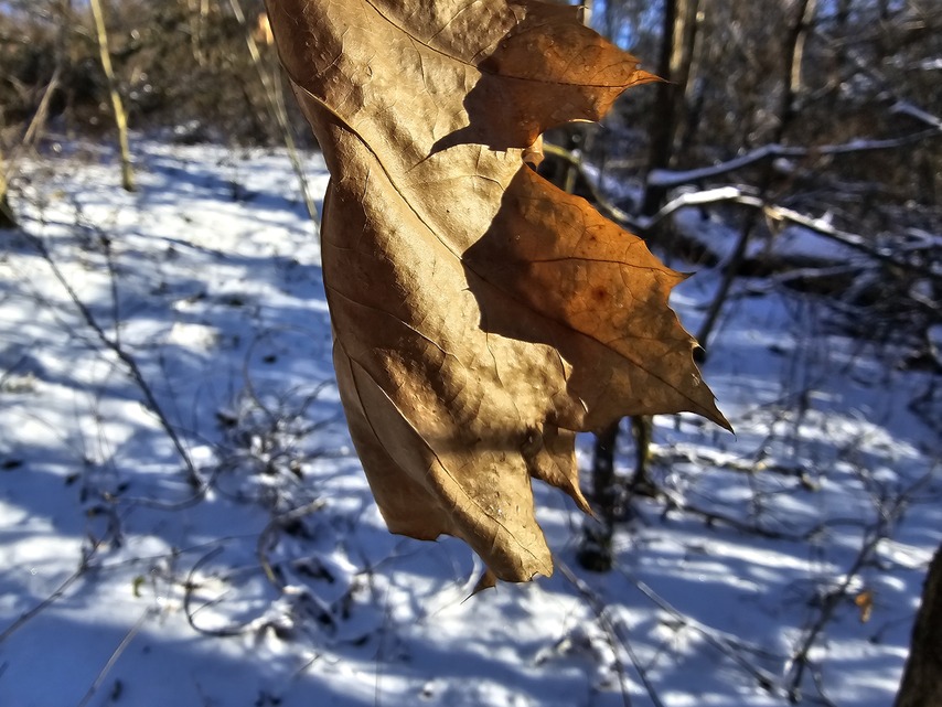 Samsung Galaxy S24 Ultra