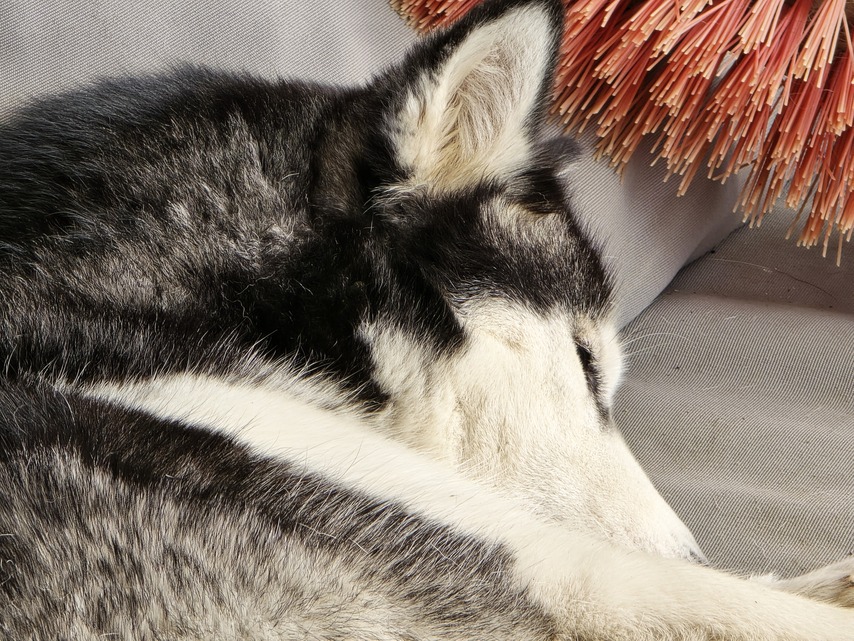 Samsung Galaxy S24 Ultra