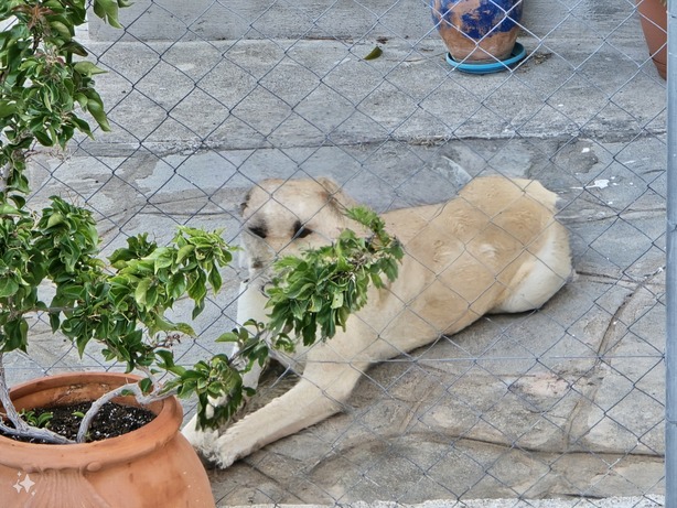 Samsung Galaxy S24 Ultra