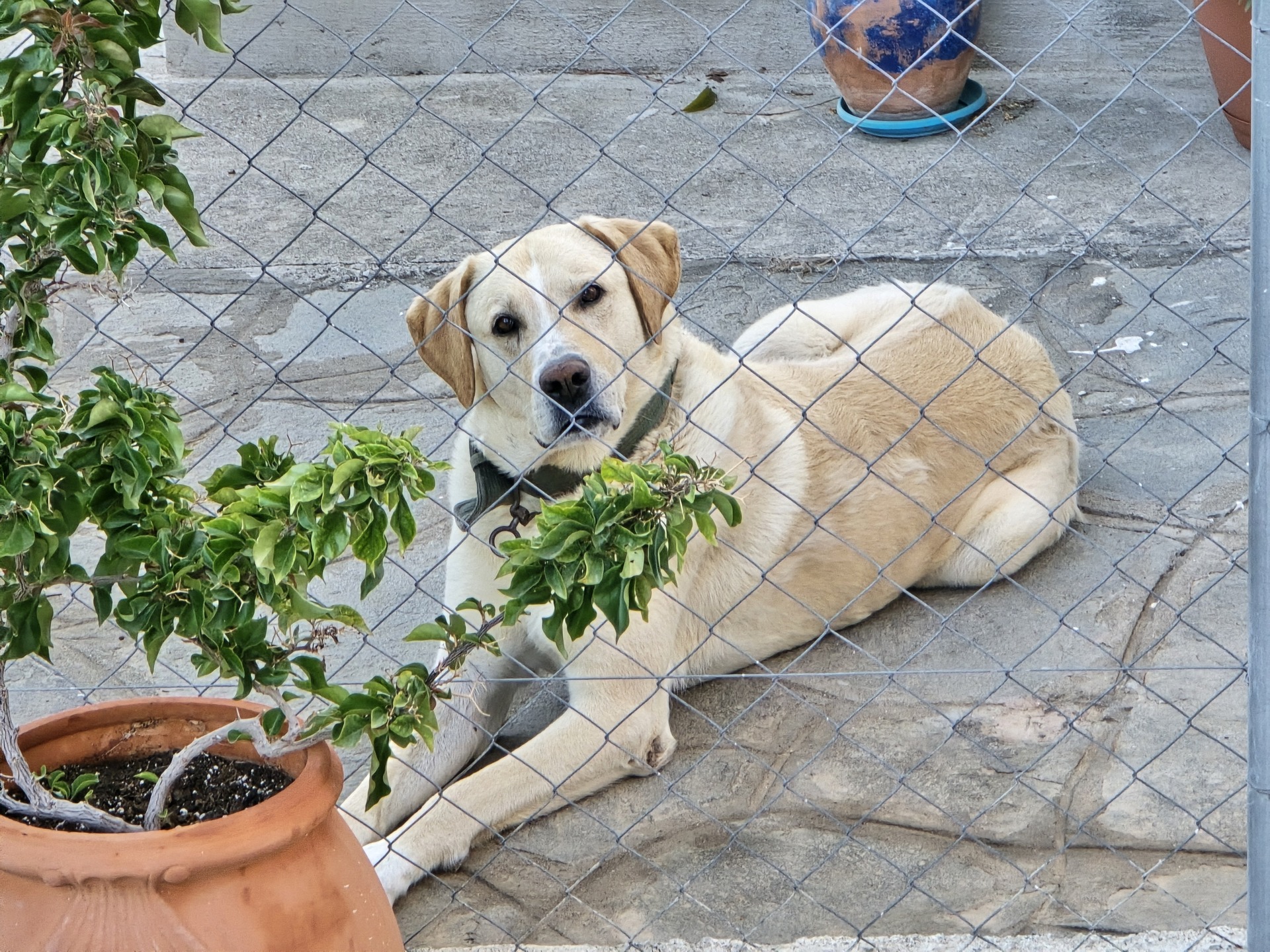 Samsung Galaxy S24 Ultra