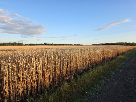 Samsung Galaxy S25 Edge