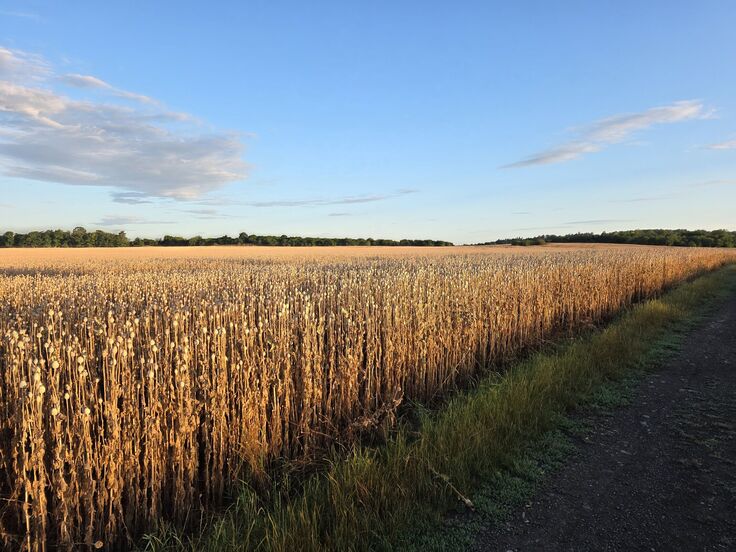 Samsung Galaxy S25 Edge