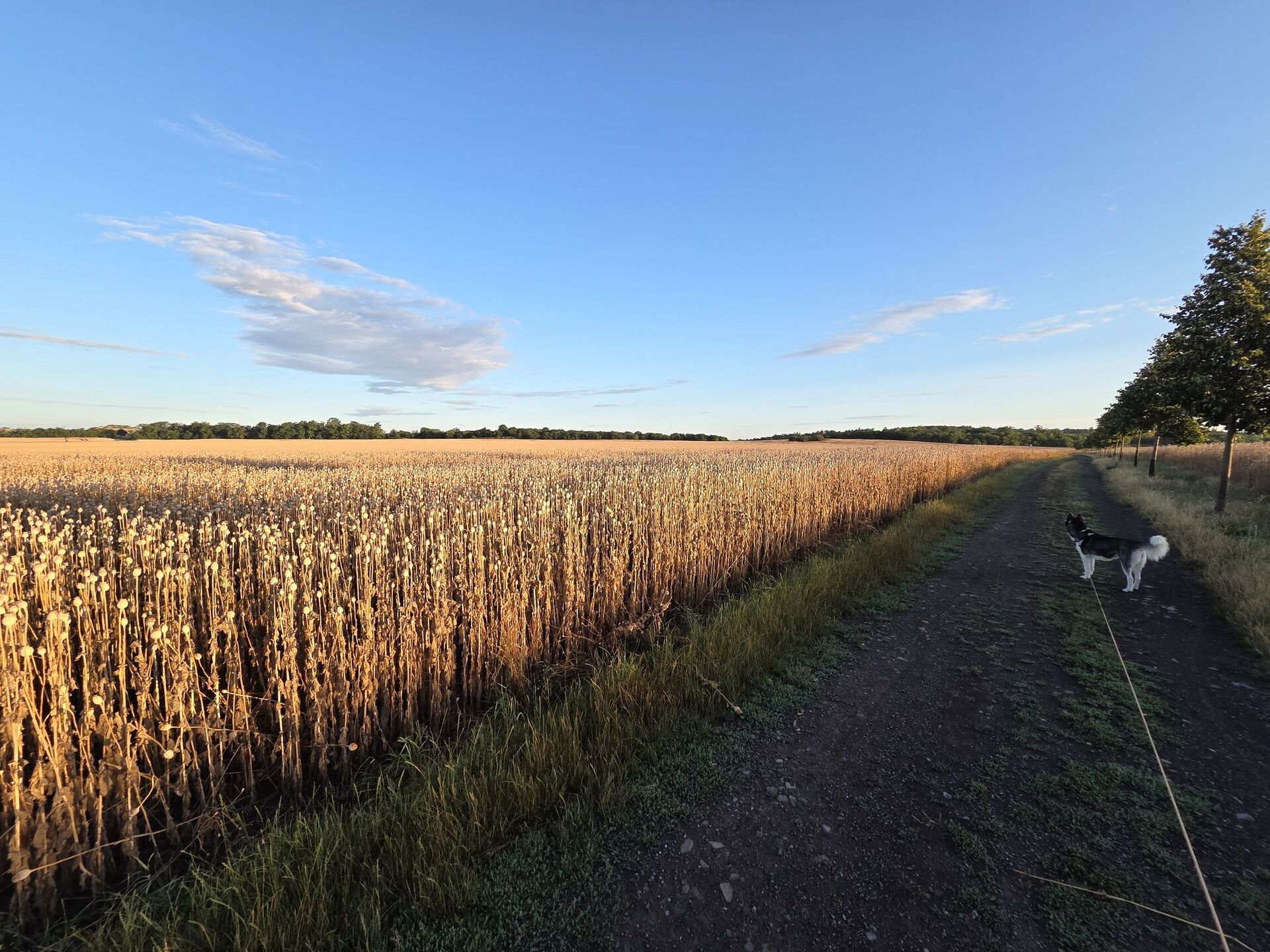 Samsung Galaxy S25 Edge