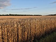 Samsung Galaxy S25 Edge