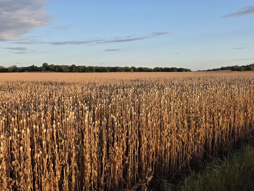 Samsung Galaxy S25 Edge