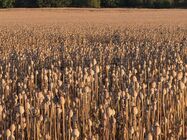 Samsung Galaxy S25 Edge