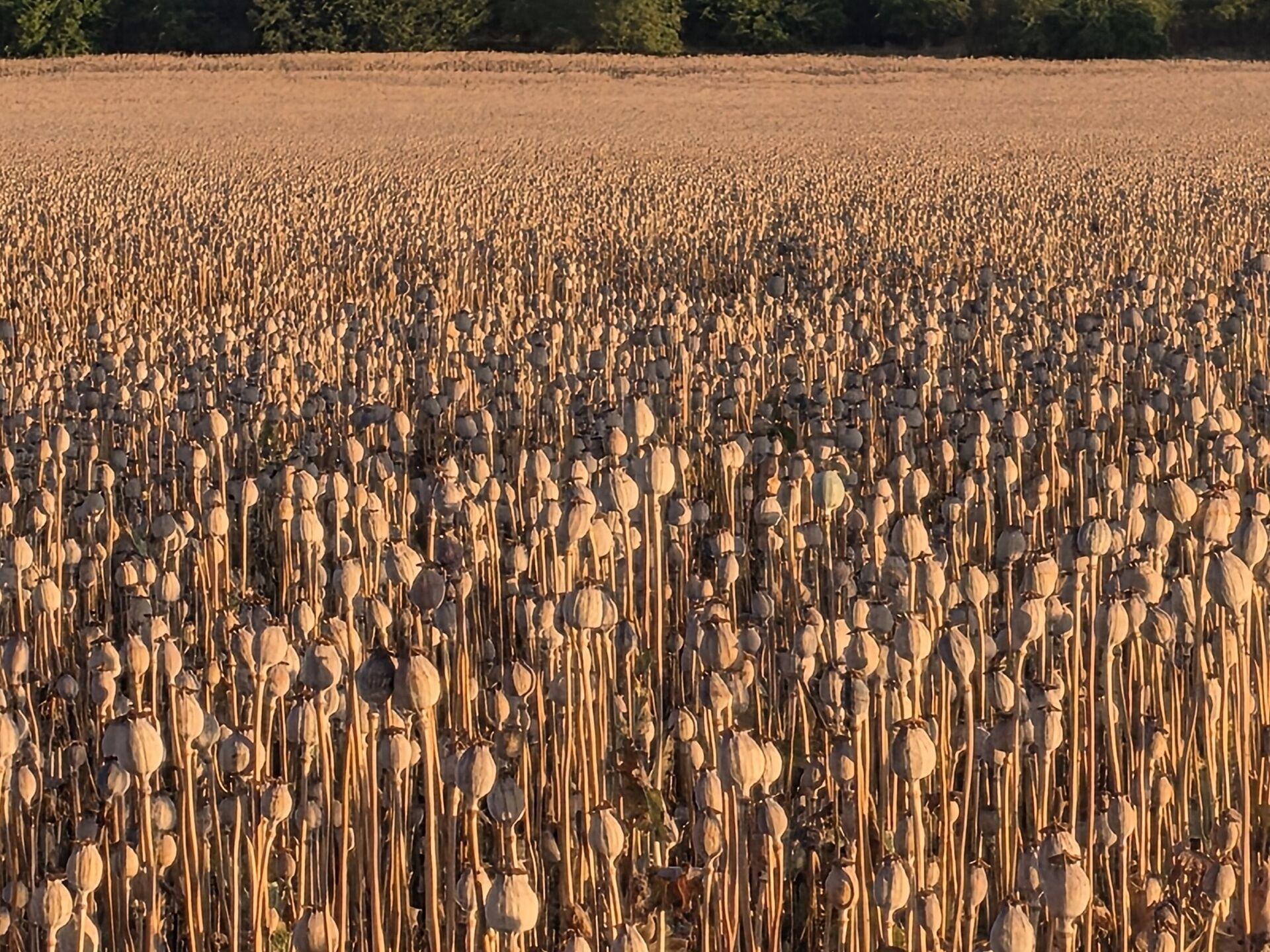 Samsung Galaxy S25 Edge