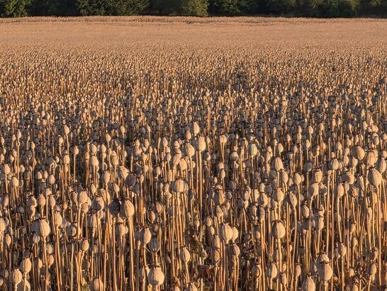 Samsung Galaxy S25 Edge